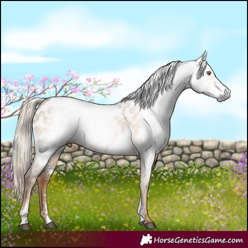 Horse Color:Gray Chocolate Palomino Dun Sabino Near Leopard 