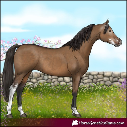 Horse Color:Gray Liver Red Dun Sabino Rabicano