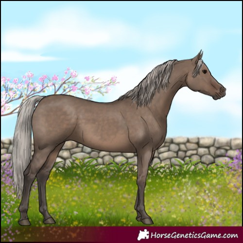 Horse Color:White Spotted Silver Grullo Rabicano 