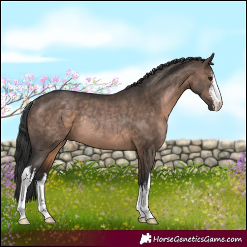 Horse Color:White Spotted Brown Dun Rabicano 