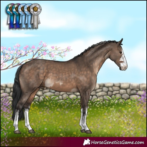 Horse Color:White Spotted Silver Brown Dun Rabicano  and White Spotted Brown Dun Rabicano 