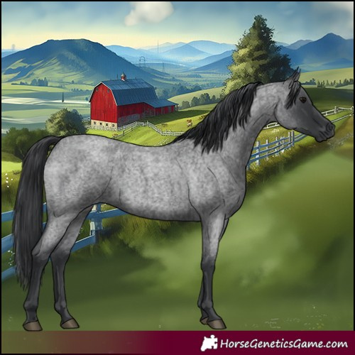 Horse Color:Blue Roan 