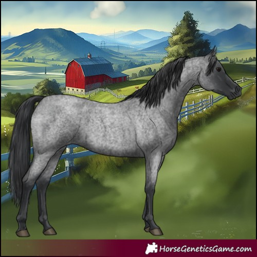 Horse Color:Blue Roan 