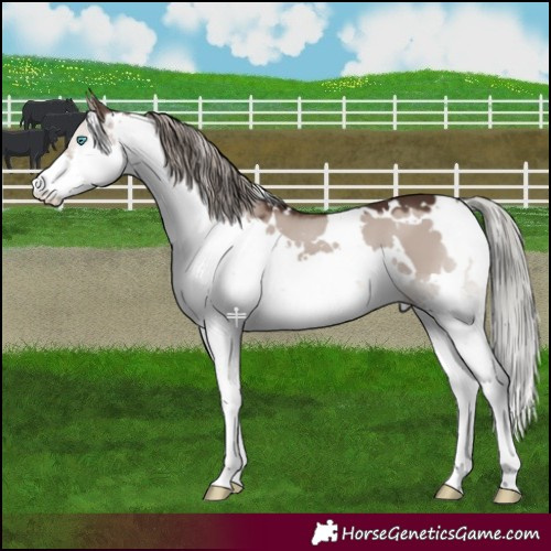 Horse Color:White Spotted Liver Red Dun Mushroom Splash 