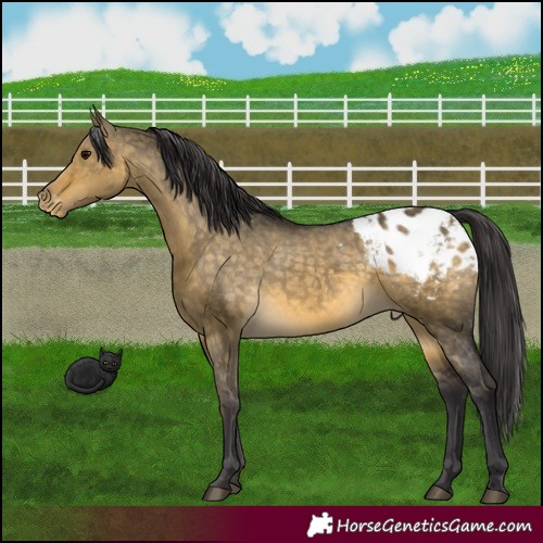 Horse Color:Buckskin Dun Blanket 