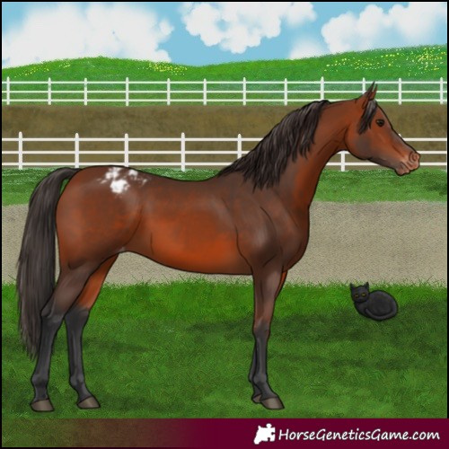Horse Color:Bay Appaloosa 