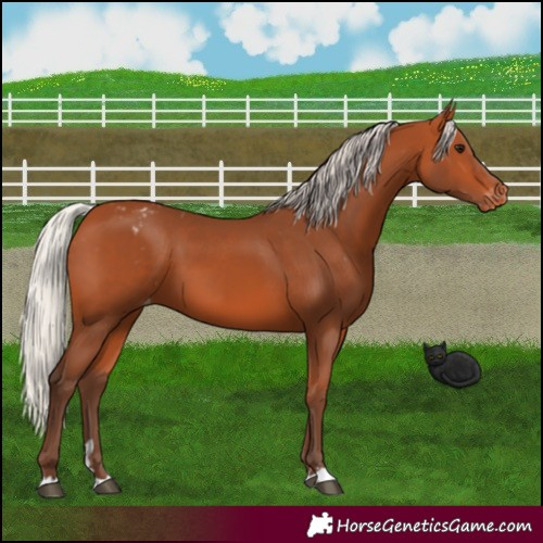 Horse Color:Silver Bay Varnish 
