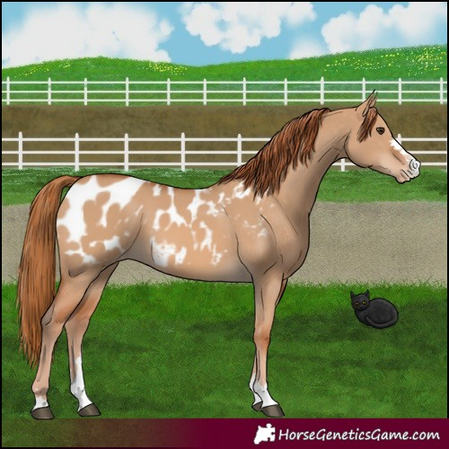 Horse Color:Red Dun Appaloosa 