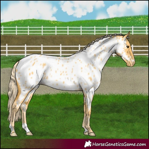 Horse Color:Palomino Dun Appaloosa 