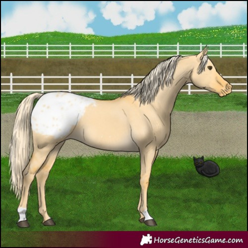 Horse Color:Palomino Dun Appaloosa 