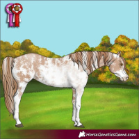 Horse Color:Black Pearl Sabino
