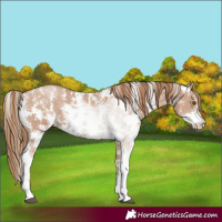 Horse Color:Black Pearl Sabino
