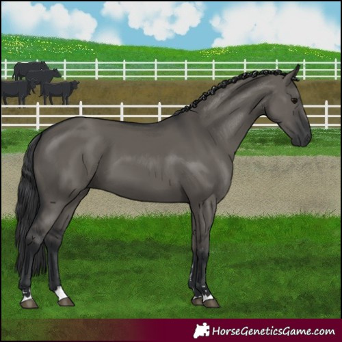 Horse Color:Grullo 
