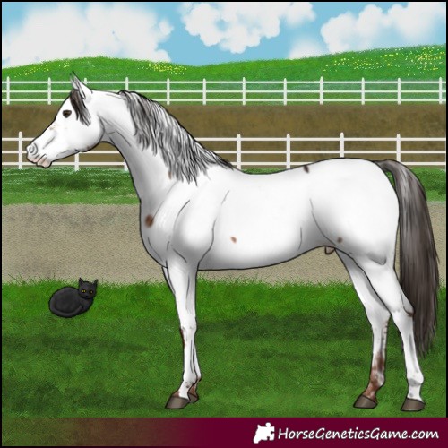 Horse Color:Liver Red Dun Fewspot Brindle 