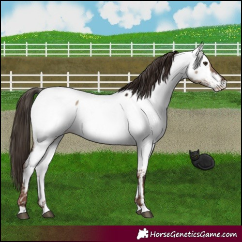 Horse Color:Liver Red Dun Appaloosa 