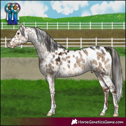 Horse Color:Liver Red Dun Near Leopard Brindle 