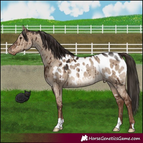 Horse Color:Liver Red Dun Appaloosa Brindle 
