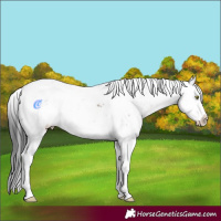 Horse Color:Brown Sabino Varnish 