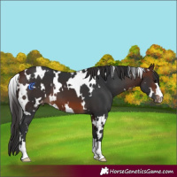 Horse Color:White Spotted Brown Appaloosa 