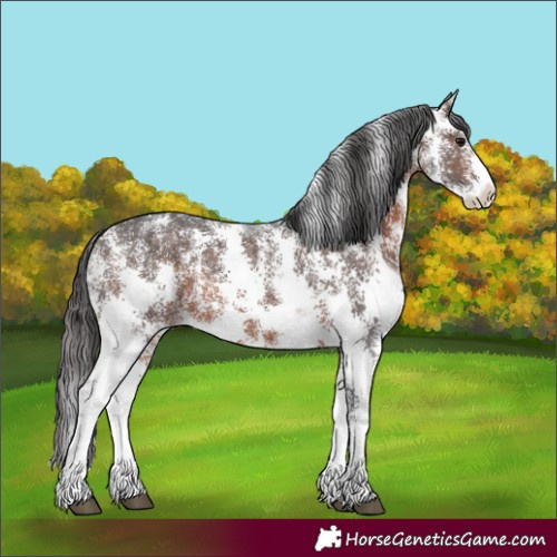 Horse Color:Brown Sabino Varnish 