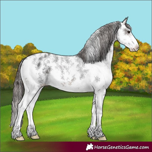 Horse Color:Brown Sabino Appaloosa 