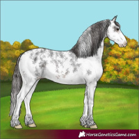 Horse Color:Brown Sabino Appaloosa