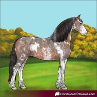 Horse Color:White Spotted Bay Sabino 