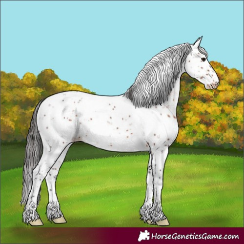 Horse Color:Brown Sabino Appaloosa 
