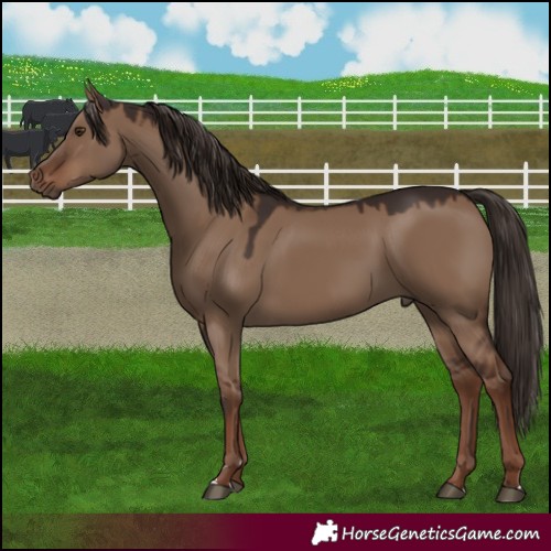 Horse Color:Liver Red Dun 