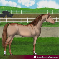 Horse Color:Red Dun 