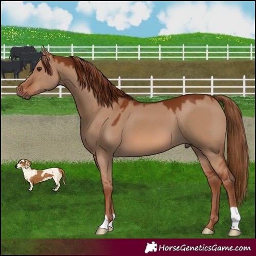 Horse Color:Red Dun 