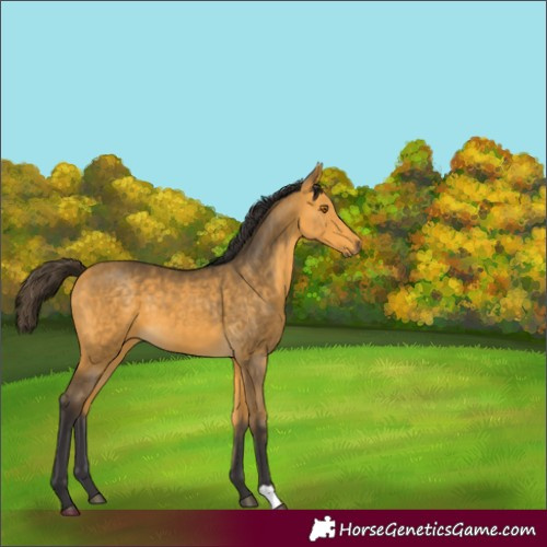 Horse Color:Buckskin 