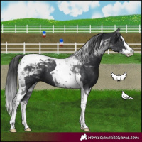Horse Color:Black Splash Tobiano 