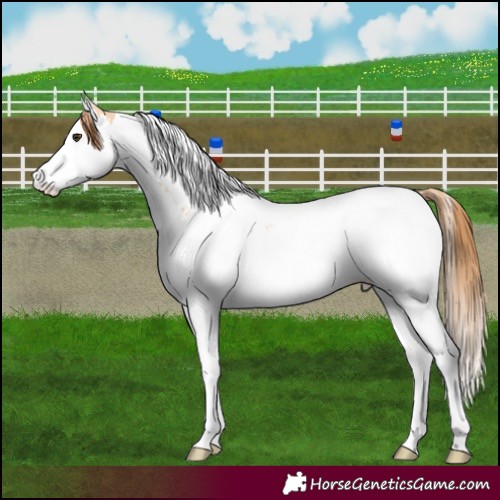 Horse Color:Red Dun Splash Tobiano 