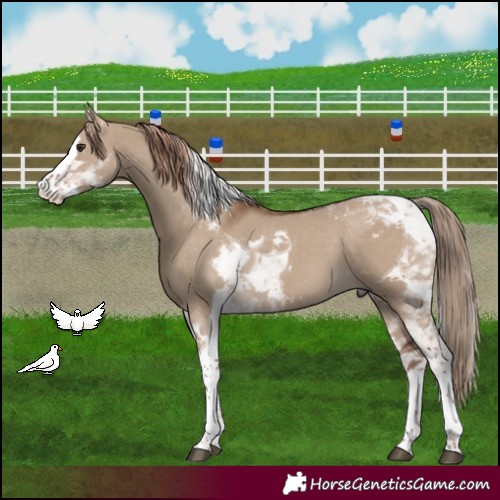 Horse Color:Liver Red Dun Splash Tobiano 