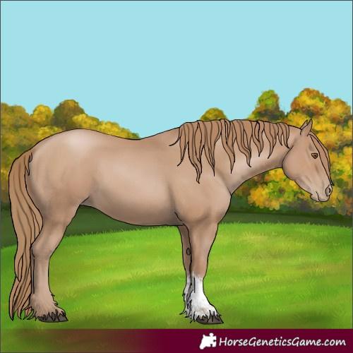 Horse Color:Black Pearl Sabino