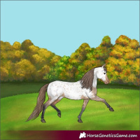Horse Color:Bay Dun Appaloosa 