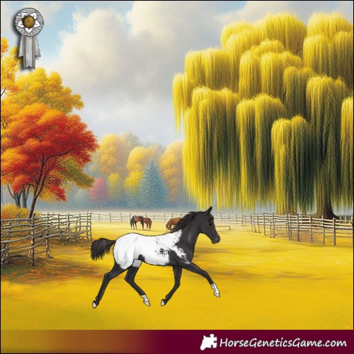 Horse Color:Smoky Black Near Fewspot 