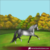 Horse Color:Gray Black Appaloosa