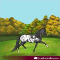 Horse Color:Black Blanket 