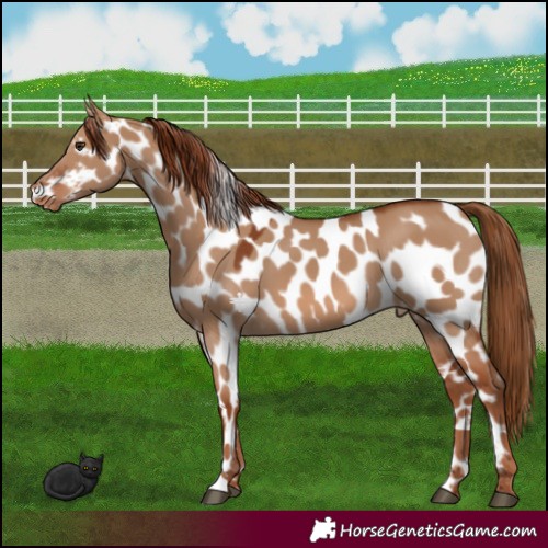 Horse Color:Red Dun Appaloosa 