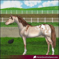 Horse Color:Red Dun Appaloosa 
