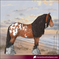 Horse Color:White Spotted Bay Appaloosa
