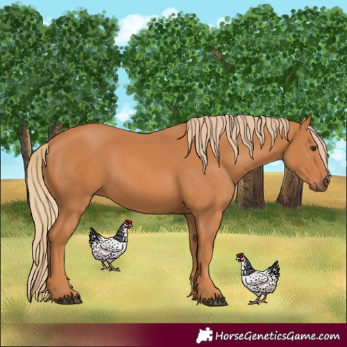 Horse Color:Chestnut 