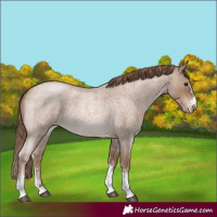 Horse Color:Blue Roan Pearl Sabino 