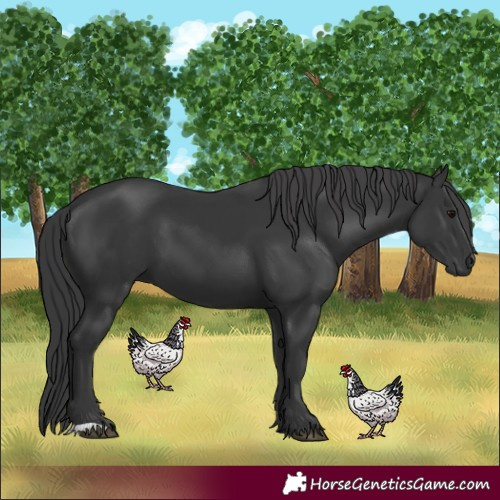 Horse Color:Black 