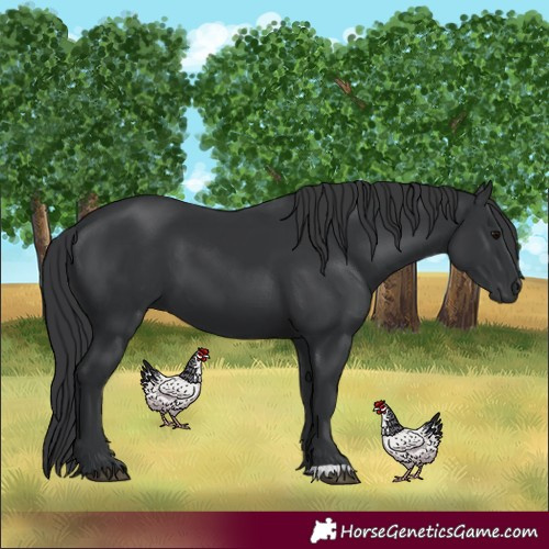 Horse Color:Black 