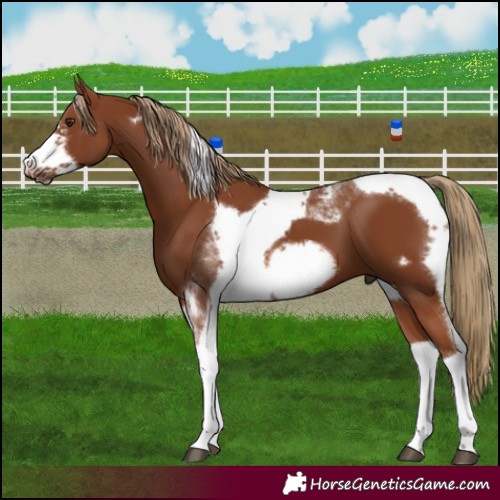 Horse Color:Chestnut Tobiano Frame 