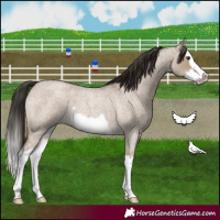 Horse Color:Liver Red Dun Roan Splash Frame Rabicano 
