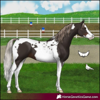 Horse Color:Liver Chestnut Splash Tobiano 